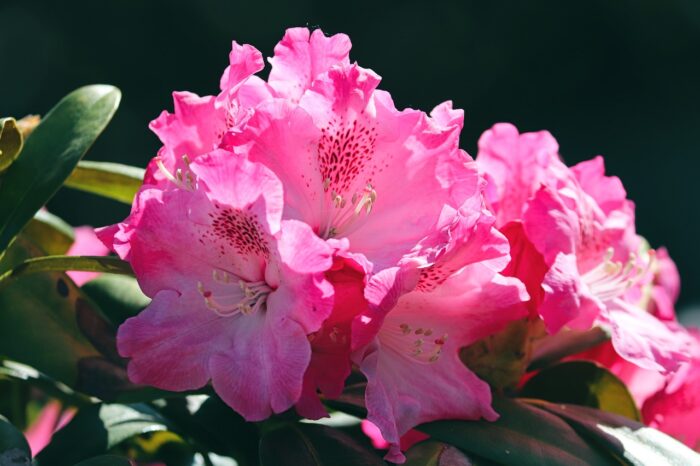 Rhododendron Flower – Meaning, Symbolism and Colors