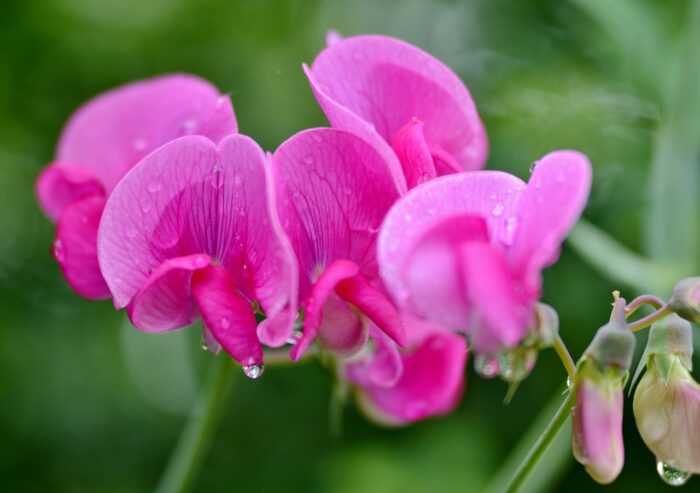 Sweet Pea Flower Symbolism and Colors